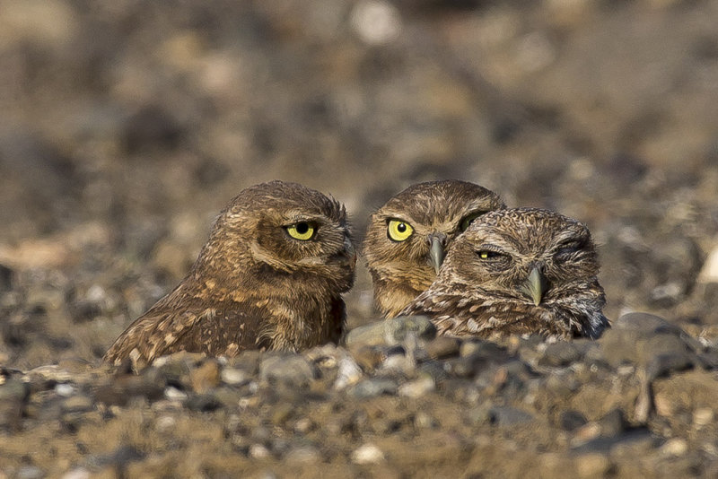 7/6/2016  Burrowing Owls