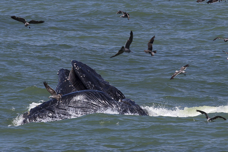 7/19/2016  Humpback whales