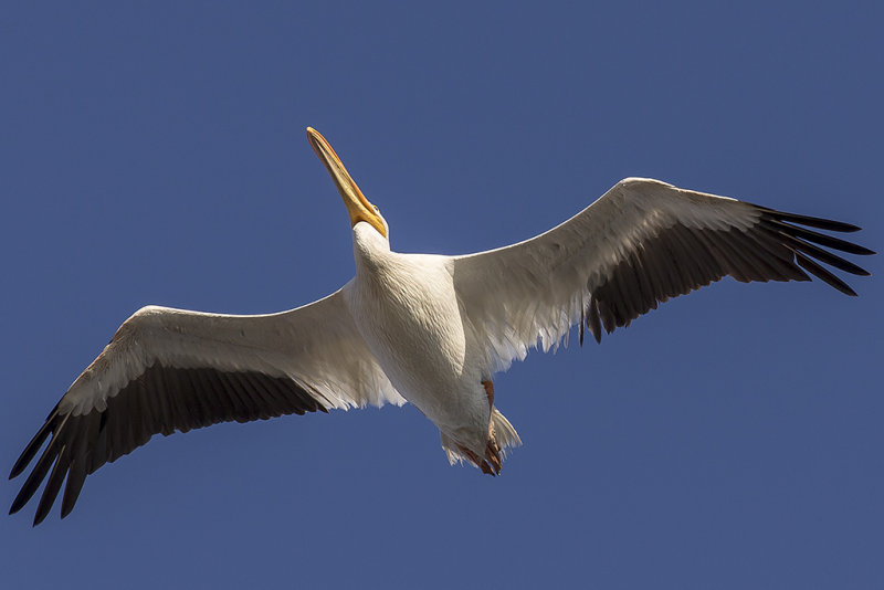 7/20/2016  American white pelican