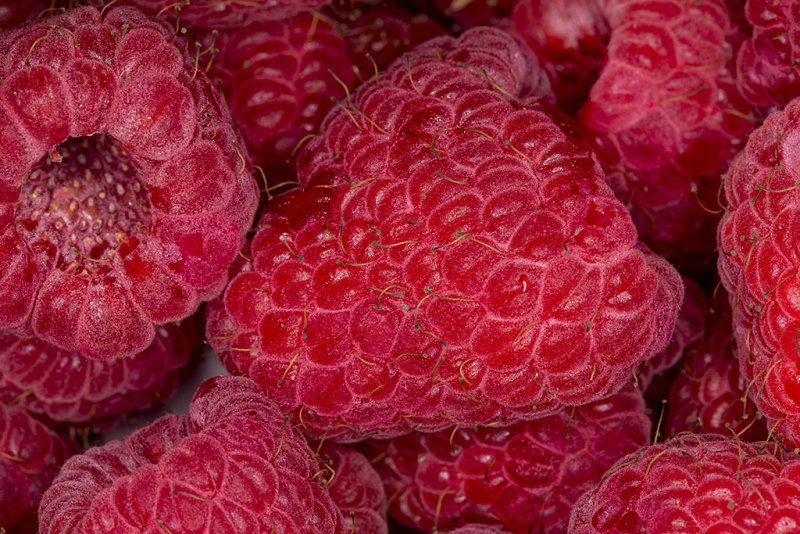 8/14/2016  Red Raspberries (Rubus idaeus)