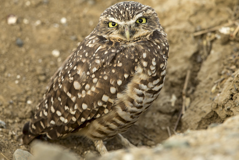 9/11/2016  Burrowing owl