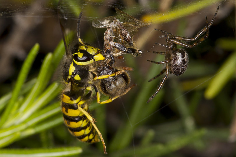 9/12/2016  Yellow jacket stealing a Bee from a spider