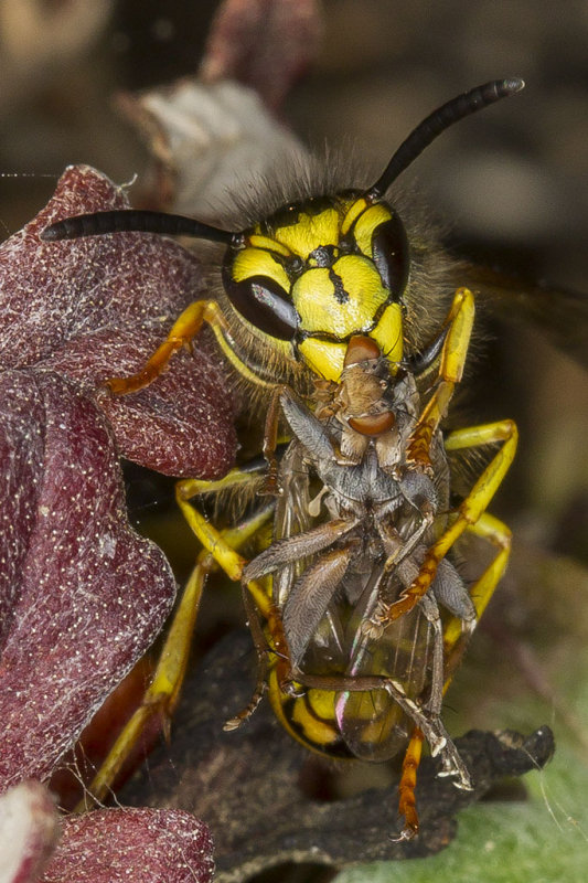 9/14/2016  Yellow jacket eating a fly