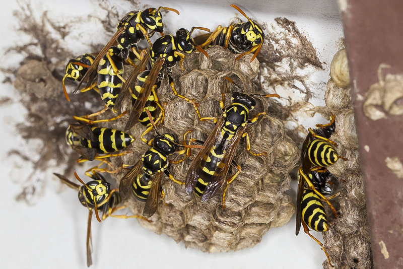 9/28/2016  (Polistes dominula) European Paper Wasp nest