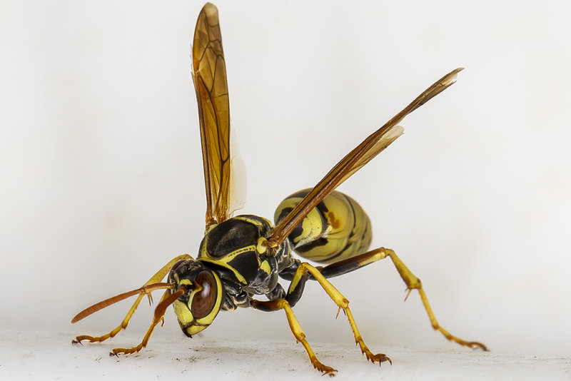 11/9/2016  Paper Wasp (Polistes aurifer)