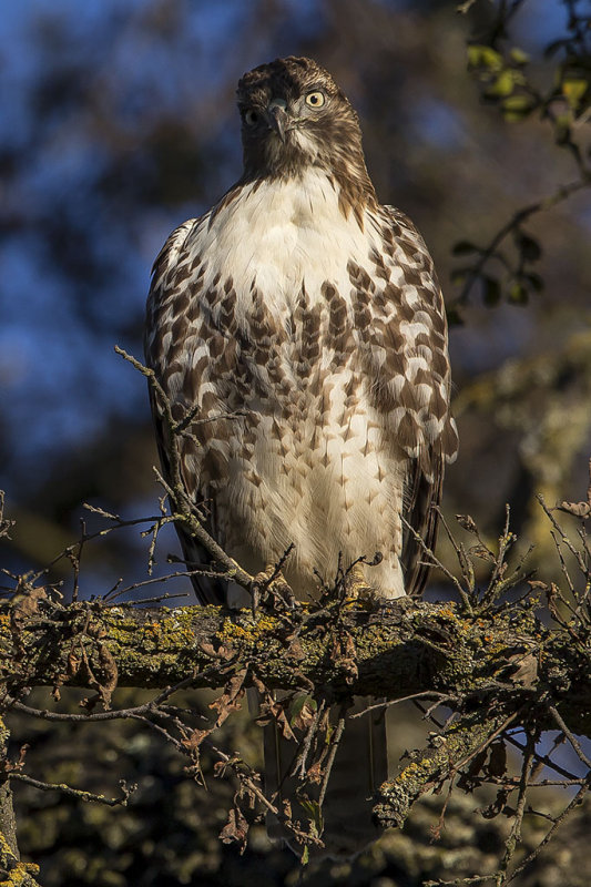 12/2/2016  Red-tailed Hawk