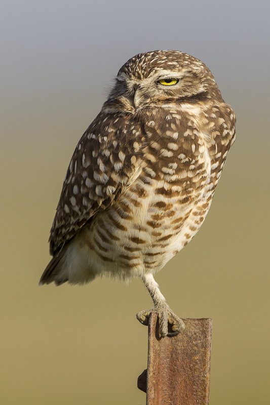 12/4/2016  Burrowing Owl