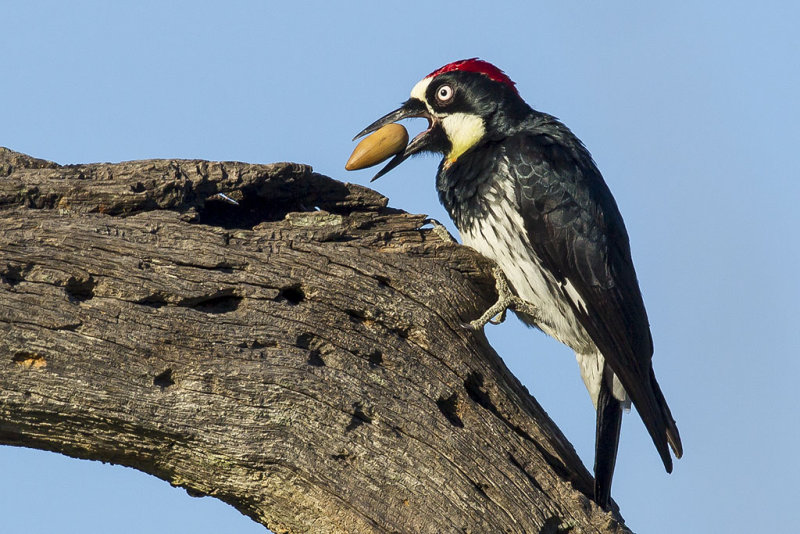 12/22/2016  Acorn Woodpecker