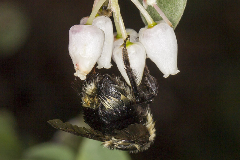 1/7/2017 Bee on Arctostaphylos sp.