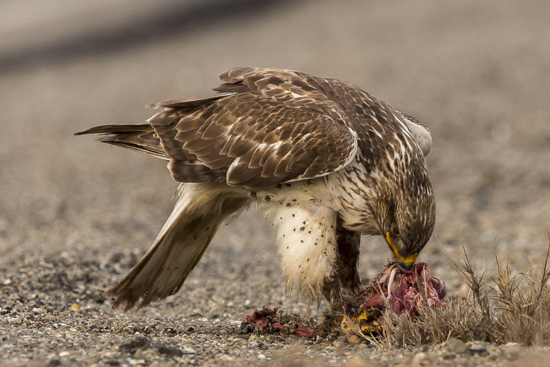 1/29/2017  Ferruginous Hawk eating a squirrel at the side of the road