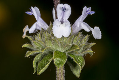 3/3/2016  Salvia mellifera (Black Sage)
