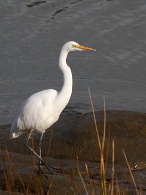 egret