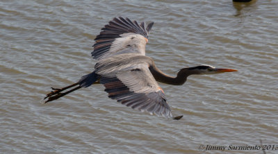 herons