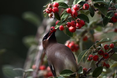 Cedar Waxwing