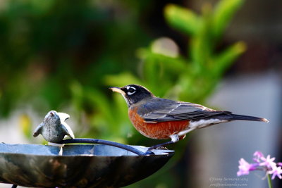 american_robin