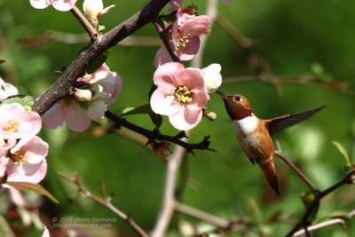 hummingbirds