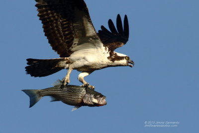 osprey