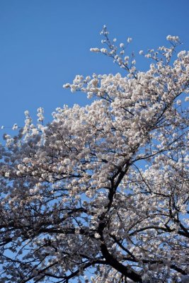 TOKYO004.jpg