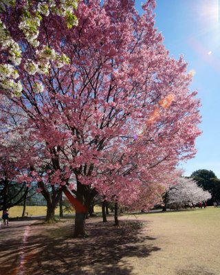 TOKYO015.jpg