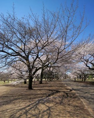 TOKYO017.jpg