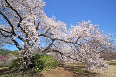 TOKYO026.jpg