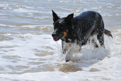 Poppy, Southwold, June 2014