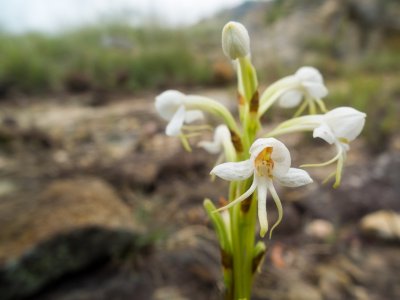 Orchide terrestre-2101.JPG