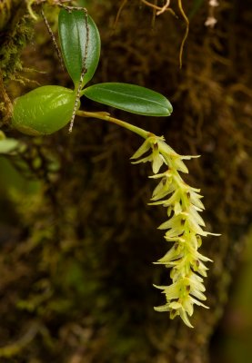 Bulbophyllum-0659 rc.jpg
