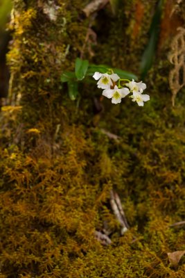 Blecardia macrostachya-0756.jpg