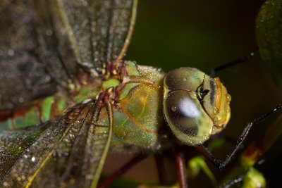 100 macro Anax imperator-4700rd.jpg