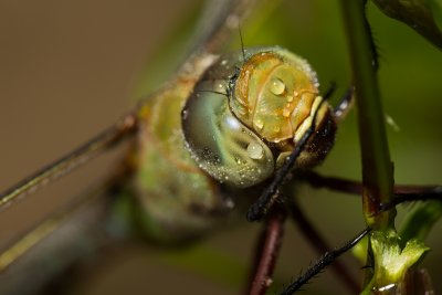 100 macro Anax imperator-4693rd.jpg