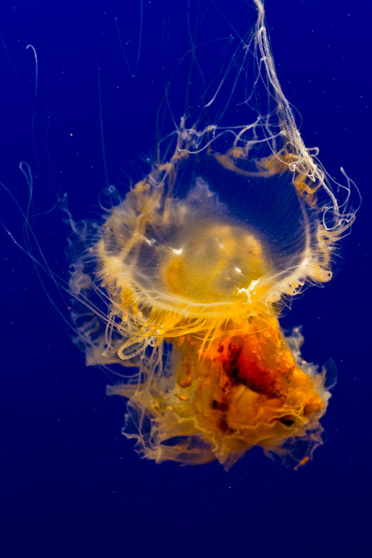 eggyolk jellyfish _MG_8983.jpg