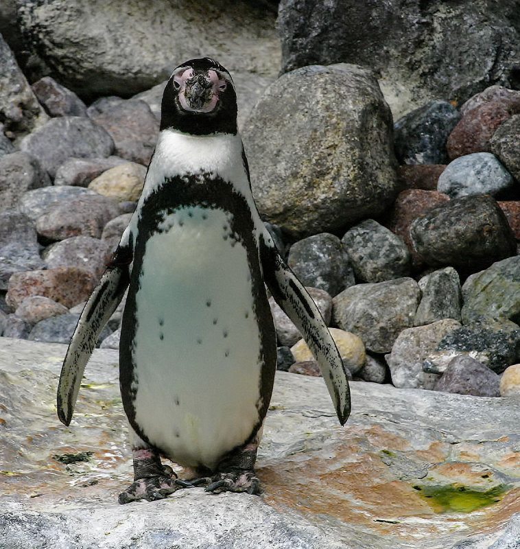 Brookfield Zoo penguin IMG_4702.jpg