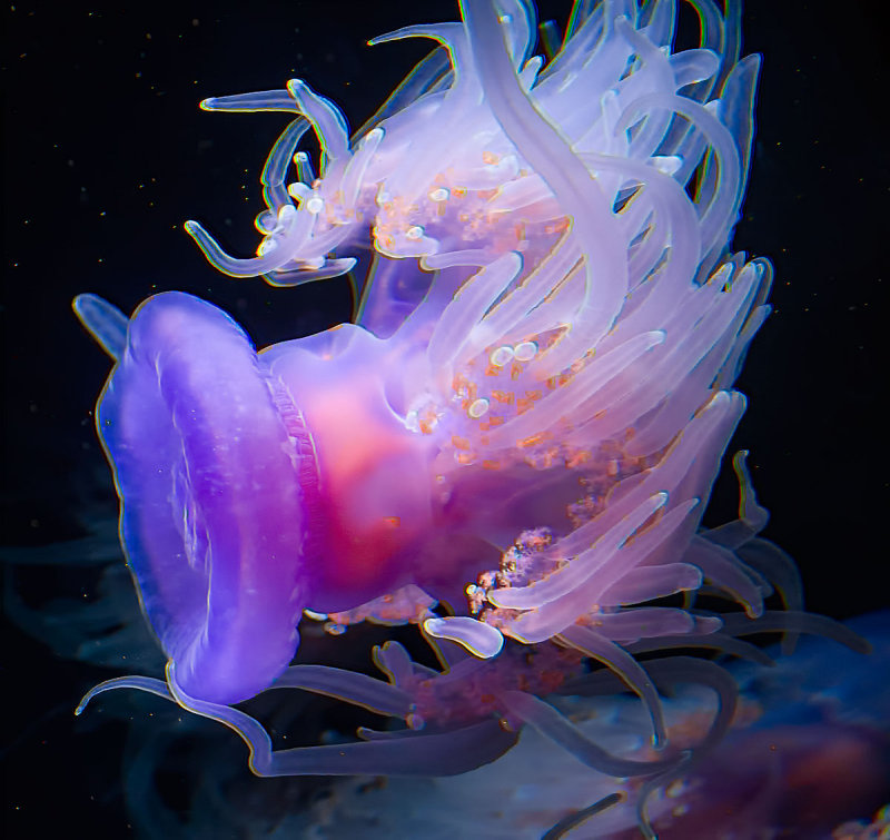 Crown Jellyfish Monterey Bay Aquarium _MG_9423.jpg
