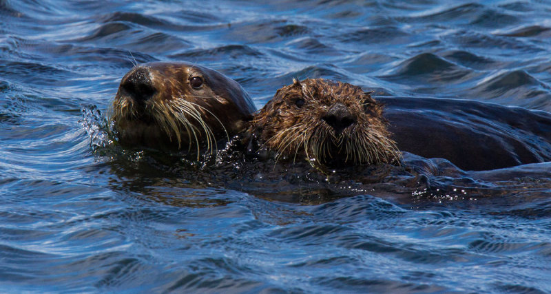 Two sea otters  _MG_6099.jpg