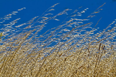 Dry grass _MG_3686.jpg