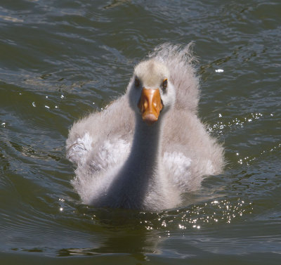 Baby goose _MG_3496.jpg