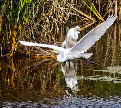 American egrets _MG_4692.jpg