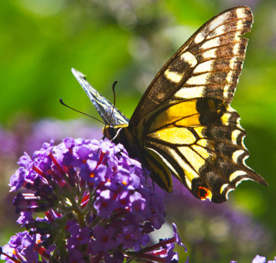  anise swallowtail butterfly _MG_5925.jpg