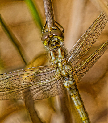 Young dragonfly  _MG_6705.jpg