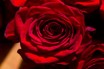 Red rose _MG_6108.jpg
