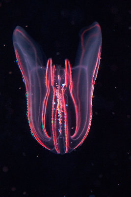 Red comb jellyfish Monterey Bay Aquarium _MG_7841.jpg