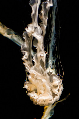 Tenuous Jellyfish Monterey Bay Aquarium  _MG_9185.jpg
