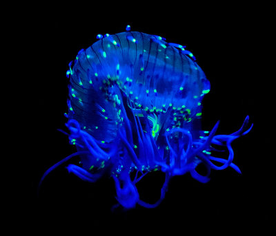 Glowing blue green jellyfish  _MG_7767.jpg