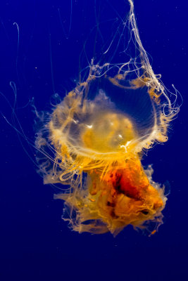 eggyolk jellyfish _MG_8983.jpg