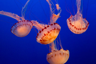  jellyfish _MG_7519.jpg