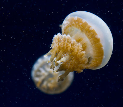 jellyfish _MG_7701.jpg