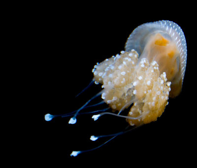 jellyfish_MG_7746.jpg