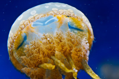 jellyfish from the back _MG_7652.jpg