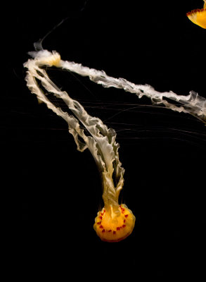 tangled jellyfish _MG_9204.jpg
